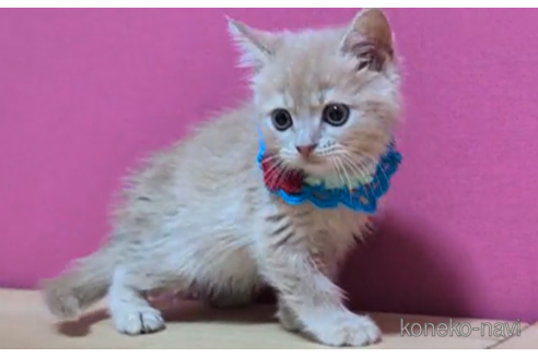 成約済の東京都のマンチカン-93193の4枚目